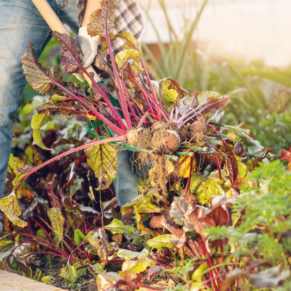 WIDŁY SZEŚCIOZĘBNE DO BURAKÓW ZIEMNIAKÓW KAMIENIA zdjęcie 7