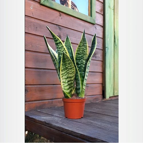 Sansevieria "Futura Superba" Promo na Arena.pl