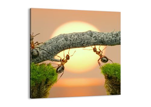 Obraz Na Płótnie - Przyroda Mrówka - 40X40 Cm - Ac40X40-2104 na Arena.pl