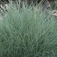 Miskant chiński MORNING LIGHT Cienkie liście Duże sadzonki w doniczkach C3