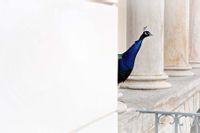 Pawie Oko - plakat premium 100x70 cm