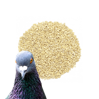 Jęczmień obłuskany/pęczak dla gołębi 1 kg