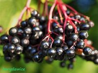 Bez czarny 'Hashberg' (Sambucus) w  doniczkach P11, 60-80 cm
