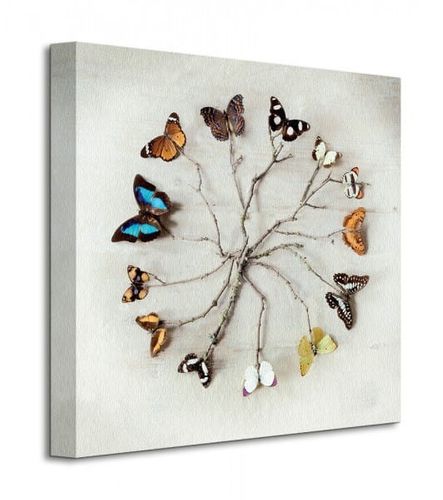 Butterfly Harmony - Motyle - Obraz na płótnie  40x40 cm na Arena.pl
