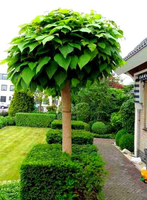 CATALPA KATALPA na pniu kulista szczepiona - sadzonki 250 / 300 cm