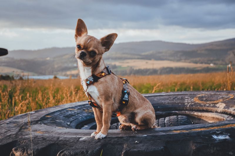 SZELKI DLA PSA / KOTA DANGEROUS ANIMALS S/M zdjęcie 6