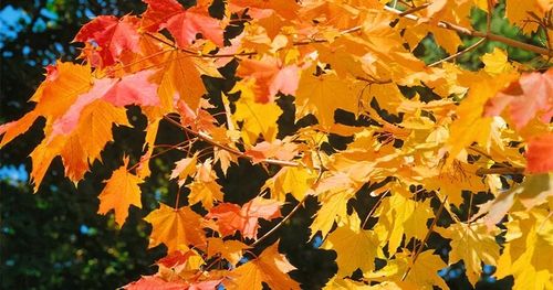 P11 KLON ZWYCZAJNY ACER PLATANOIDES KOLOROWY AKCENT 80-120 cm. na Arena.pl