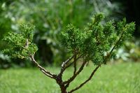 Jałowiec chiński Shimpaku BONSAI - zimozielone drzewko formowane