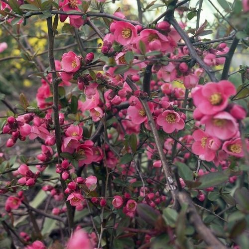 Pigwowiec PINK LADY Różowy Sadzonki w doniczkach Owoce pełne witamin na Arena.pl
