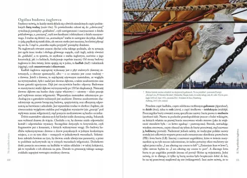 NA SKRZYDŁACH WIATRU. Wszystko o żaglowcach na Arena.pl