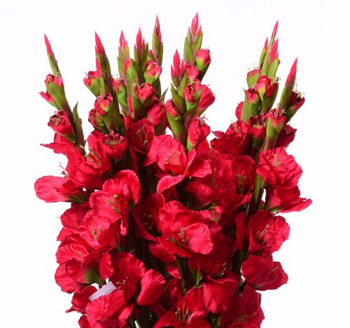 Mieczyk czerwony 84cm na Arena.pl