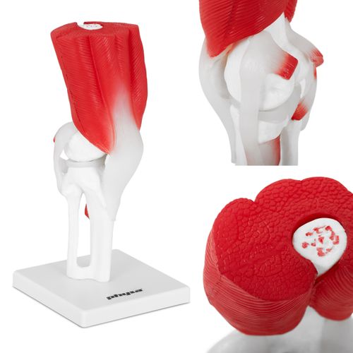 Staw kolanowy - model anatomiczny Physa PHY-KJ-2 na Arena.pl