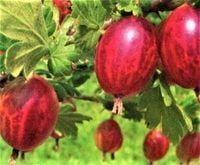 AGREST krzak duży czerwony obficie owocuje - sadzonki 30 / 40 cm