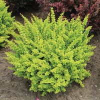 Berberys thunberga SUNSATION Ciekawa miniatura P9