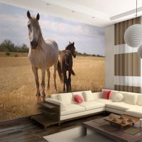 Fototapeta - Koń i źrebię 350x270