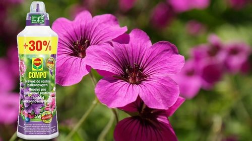 NAWÓZ DO ROŚLIN BALKONOWYCH PELARGONII SURFINII PETUNII PŁYNNY 1,3L COMPO na Arena.pl