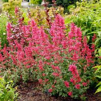 Kłosowiec MORELLO Miododajny Na rabaty Kwitnie całe lato Sadzonki P11