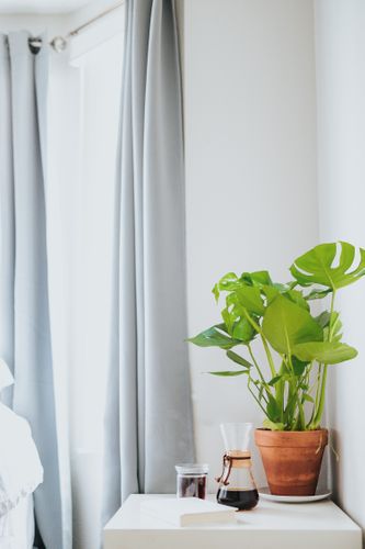 Filodendron MONSTERA 65 cm na Arena.pl