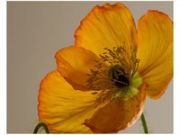 40X50CM KWIAT MAKU GEMMA STILES OBRAZ