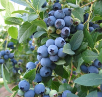 Borówka Amerykańska PATRIOT 2l 30-50cm Wczesna Odmiana