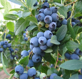 Borówka Amerykańska PATRIOT 5L 70-100cm Wczesna Odmiana