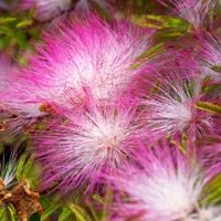 ALBICJA Jedwabne perskie drzewo szczęścia Sadzonki w doniczkach P9