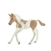 Źrebię rasy Paint Horse SLH13886