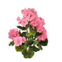 Bukiet pelargonia '3