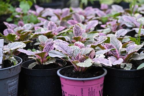 Dąbrówka rozłogowa Burgundy Glow - Ajuga reptans na Arena.pl