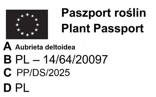 ŻAGWIN biskupi - sadzonki 10 / 20 cm na Arena.pl