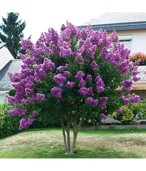 Lagerstroemia fioletowa Benoit P9 zdjęcie 1