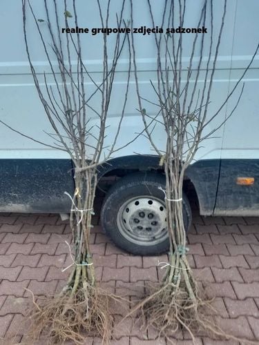 ŚLIWA EMPRESS duża węgierka - sadzonki 90 / 140 cm na Arena.pl