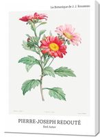 Obraz 70x100cm Design Red Aster, Redoute Vintage do Salonu