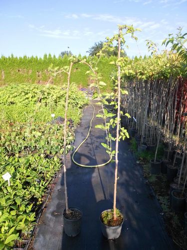 Morwa Czarna Pendula PA 120-140cm na Arena.pl