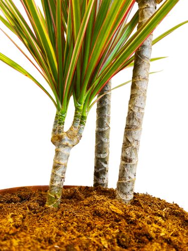 DRACENA BICOLOR 105 cm na Arena.pl