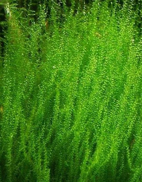 Mech Stringy Moss Kubek 5cm In Vitro Piękny zdjęcie 1