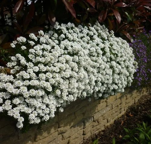 UBIOREK biały wiecznie zielony miododajny - sadzonki 10 / 15 cm na Arena.pl