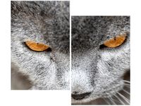 80X70CM KOCUR JENNY DOWNING DUO OBRAZ