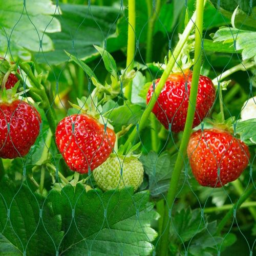 Siatka na ptaki OCHRONNA DUŻA BARDZO MOCNA TRWAŁA FILTR UV przeciw na Arena.pl