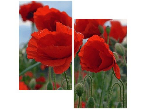 60X60CM MAKI DUNCAN DWU OBRAZ ŚCIAN na Arena.pl