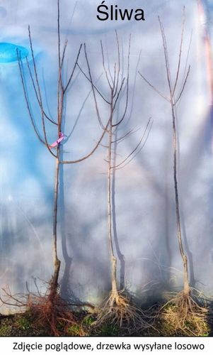 Śliwa KRÓLOWA WIKTORIA - doskonała DUŻA SŁODKA samopylna SOCZYSTA na Arena.pl