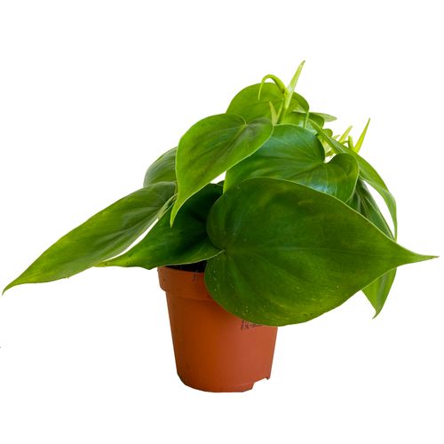 FILODENDRON SCANDENS  15 cm na Arena.pl