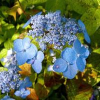 HORTENSJA PIŁKOWANA Blue Deckle - sadzonki w don.