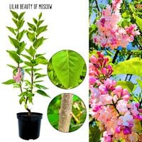 Lilak Beauty of Moscow odporna odmiana KRZEW 40-80 cm