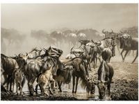 70X50CM OBRAZ ANTYLOPY GNU AFRYCE ŚCIAN