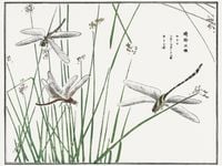 Plakat 80x60cm Ważki Morimoto Toko Japoński Vintage do Salonu