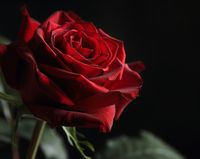 product-compare-59394970