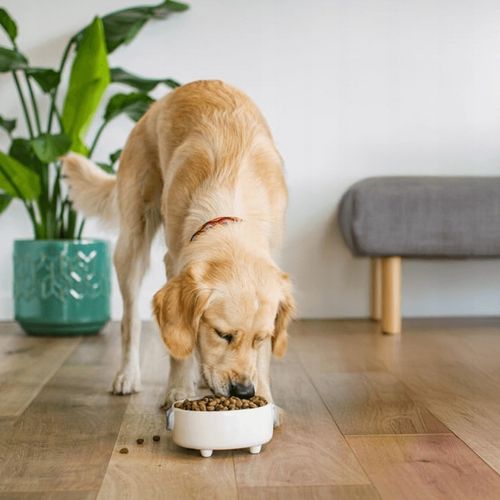 JAMES WELLBELOVED Bezzbożowa Monobiałkowa Sucha Karma Dla Psa Indyk 1,5kg na Arena.pl