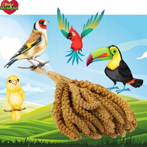 PROSO SENEGALSKIE BIAŁE + CZERWONE 0,5KG + 0,5KG CZYSTE DUŻE KŁOSY na Arena.pl