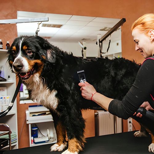 MASZYNKA DO STRZYŻENIA PSA ZWIERZĄT ZESTAW PSÓW BEZPRZEWODOWA CICHA LCD 9W na Arena.pl